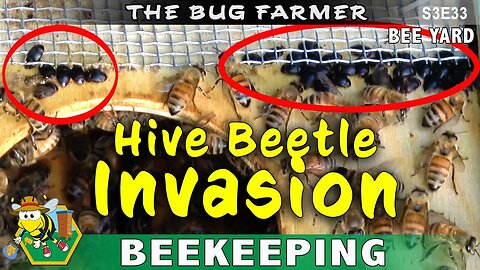Hive Beetle Invasion, Wax Moths, and the BIG MOVE! #beekeeping