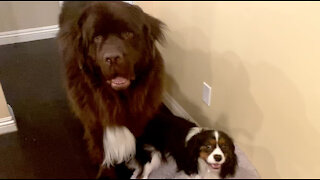 Cute Cavalier fights huge Newfie for dog bed dominance