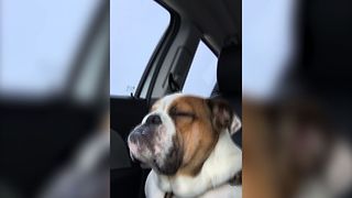 Bulldog Keeps Waking Up To Wham!