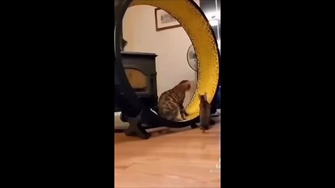 So cute cat funny video