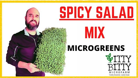 How To Grow Spicy Salad Mix from TrueLeaf Market
