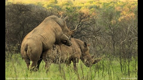 Rhino hard mating in season