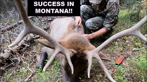 PHENOMENAL!! DIY Montana Archery. FIRST ELK. Father/Son Bowhunting Trip.