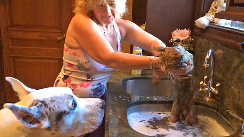 Great Dane watches Cat getting a bath and shampoo