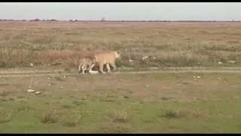 Baby Wildebeest Treats Lioness Like Mom