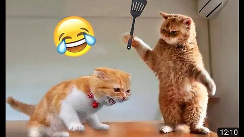 funny cat and dog videos