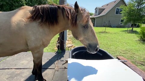 Getting Horses To Share Grain & Eat Together - Horse Paths & Erosion Issues & Concrete Work