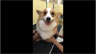Corgi smiles during grooming process