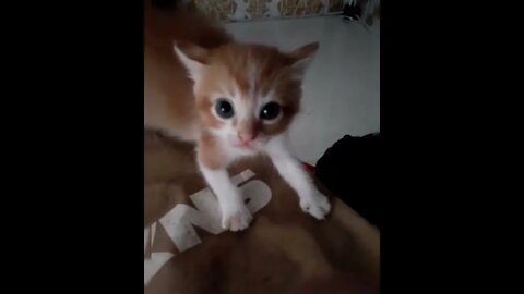 Cute and funny cat videos/#kitten #cat #kitty #funny kitten #funnycat #trending #shorts #tiktok (4)