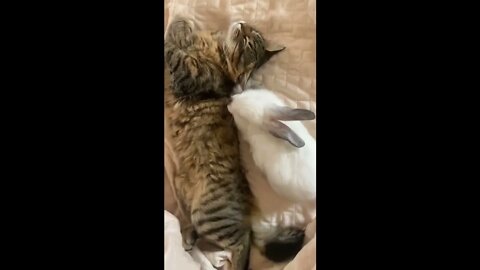 sleepy cat and rabbit relaxing