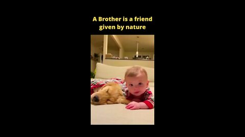 How much cute they are part 5 | cute & funny pets | Boom Bestie | #shorts #ytshorts #shorts_viral