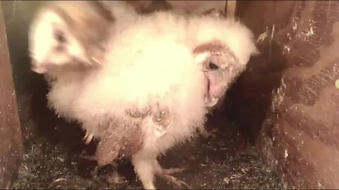 The 5 Kastle Owlets are,for the most part, constantly shifting.4-15-16 2020