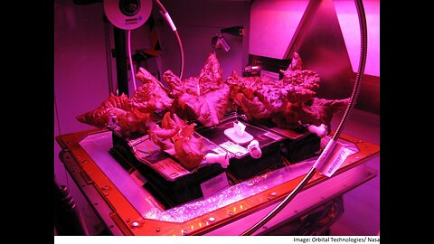 Growing and Tasting Red Leaf Lettuce in Space