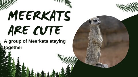 Enchanting Meerkats
