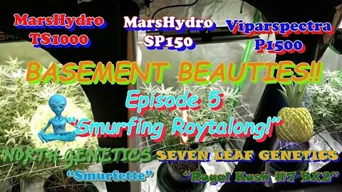Basement Beauties! Ep.5 #MarsHydro #Viparspectra 👽 #NorthGenetics 🍍 #SevenLeafGenetics 👀💃🏼💃🏾💃day28