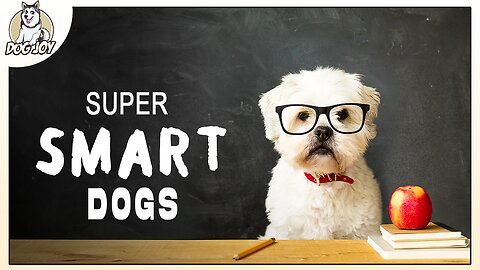 Most Intelligent Dog Breeds in the World