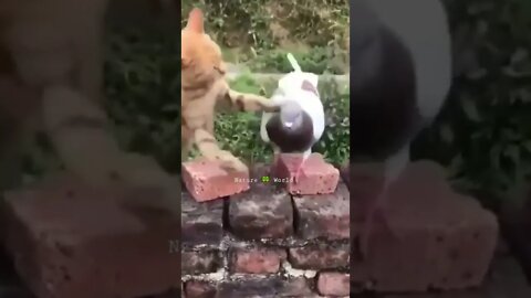 कबूतर और बिल्ली की लड़ाई🤣Pigeon And Cat Fight #shorts #pigeon #cat