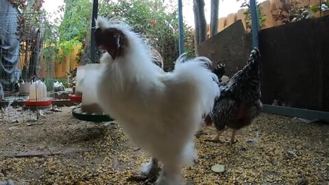 Backyard Chickens Long Morning Activity Video Sounds Noises Hens Clucking Roosters Crowing!