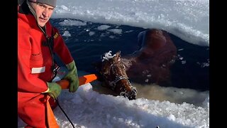 Miraculous Rescue as Wisconsin Friends Team up to Pull 1,200 lb. Mustang out of Frozen Lake