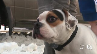 Lorain firefighters rescue dog from Lake Erie