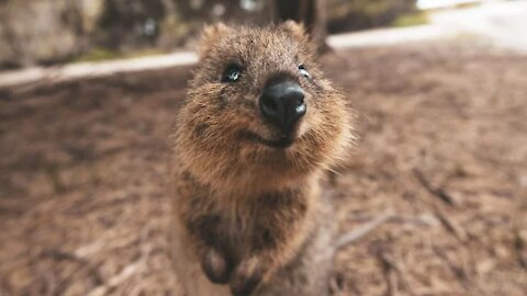 THIS ADORABLE QUOKKA VISITS NEARBY RESIDENTS!