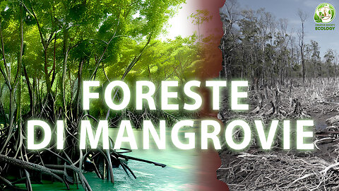 Mangrovie. L'ecosistema unico del pianeta è in pericolo