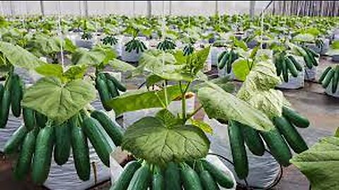 How To Grow 69 Millions Of Cucumbers In Greenhouse And Harvest - Modern Agriculture Technology