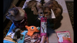 Pet Treater Monthly Mystery Bag for Cats Review - October 2020