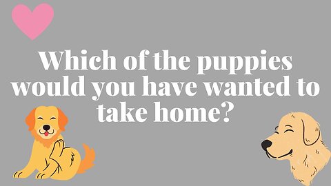 Which of the puppies would you have wanted to take home? PART 6
