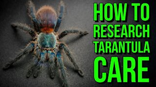 The BEST Ways to Research Tarantula Care & Husbandry