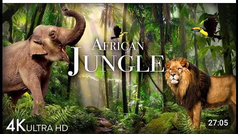 African Jungle 4k video#