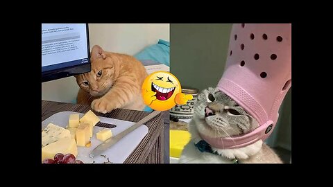 crazy tommy 😹🤣| funny cat & dog | viral gigles