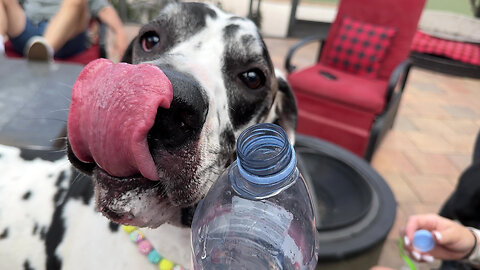 Funny Great Dane Politely Sips Bottled Water Without Missing A Drop