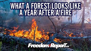 SEE A FOREST 1 YEAR AFTER A MAJOR FOREST FIRE IN ALBERTA