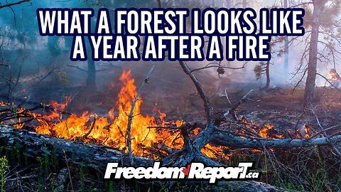 SEE A FOREST 1 YEAR AFTER A MAJOR FOREST FIRE IN ALBERTA
