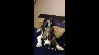 Husky puppy "chats" with human on the phone