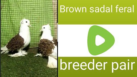 Brown sadal feral breederpair pigeon beautiful