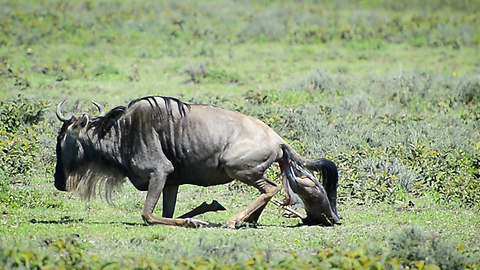 Wildebeest Gives Birth To Clumsy Calf: SNAPPED IN THE WILD