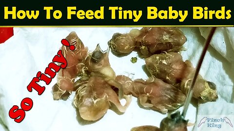 How To Feed Tiny Baby Birds - Save Your Tiny Birds