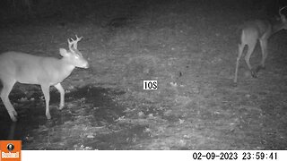 Deer Camera 2 Bucks