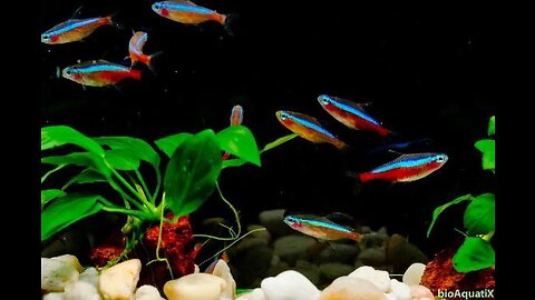 colorful cute fish