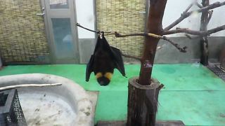 Frustrated bat struggles to climb slippery pole