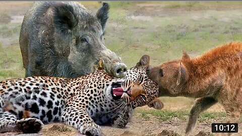 Most Amazing Moment of Wild Animals