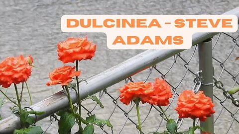 Dulcinea - Steve Adams