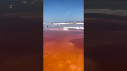 Pink salt ponds at Alviso Marina County Park. #saltbea #alviso