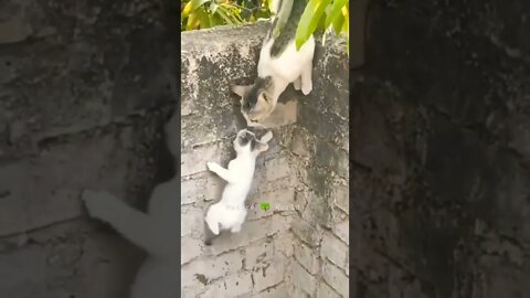 Kitten Diwar Pe Chadh Gyi😱Kitten climbed on the wall👈