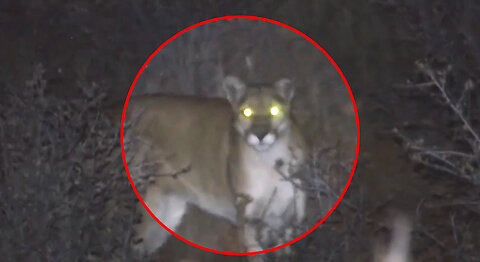 Six Terrifying Mountain Lion Encounters