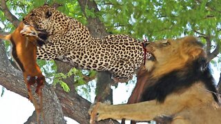 Gangsters In Tree! Leopard Humiliated When Lion And Wild Dogs Tortured In Pain To Steal Prey In Tree