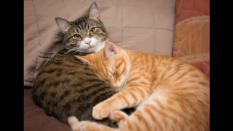 cute cat love each other