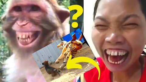 try not to laugh | pranks video| fake tiger vs real dog prank | stand up comedy